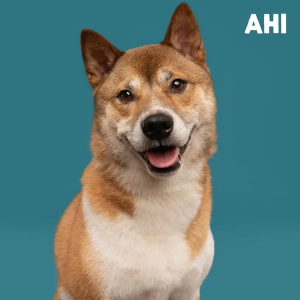Meet Our Tail: Ahi