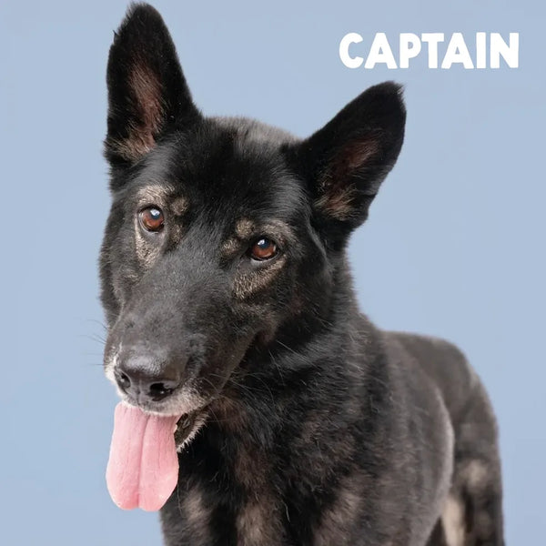 Meet Our Tail: Captain