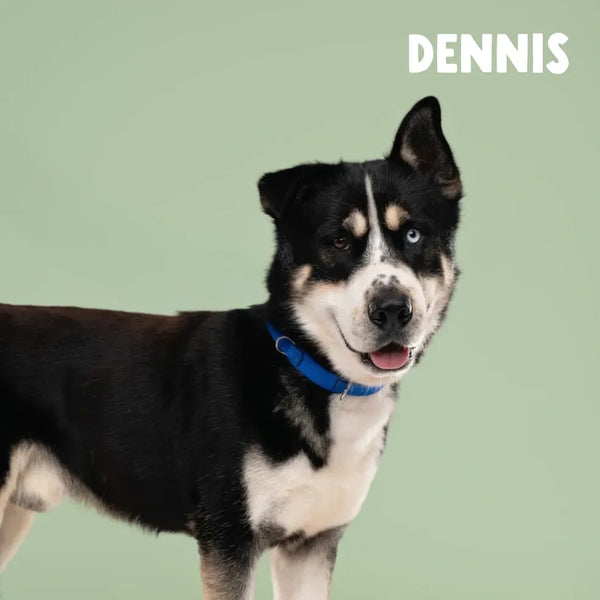 Meet Our Tail: Dennis