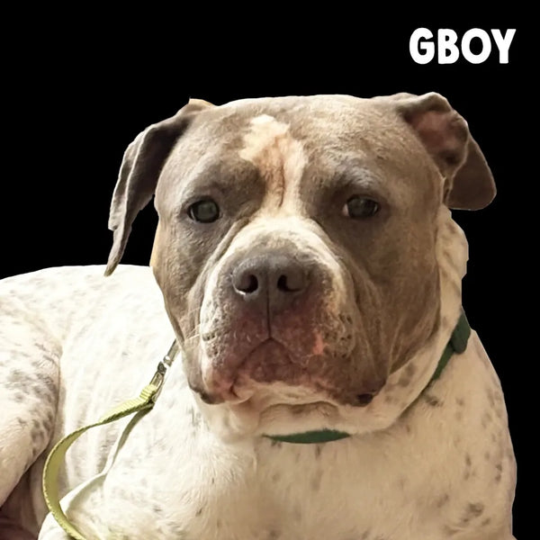 Meet Our Tail: GBoy