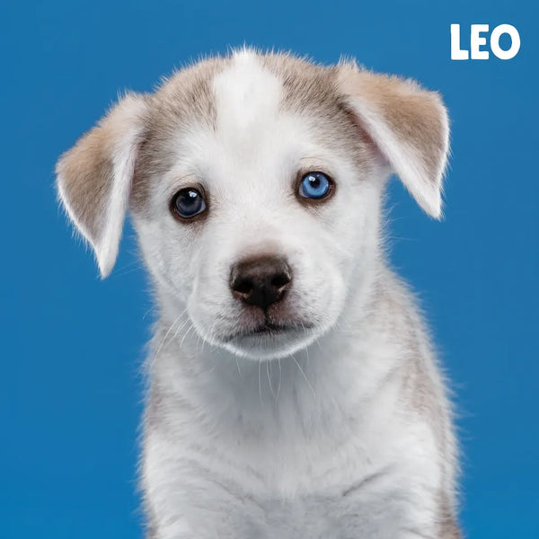 Meet Our Tail: Leo
