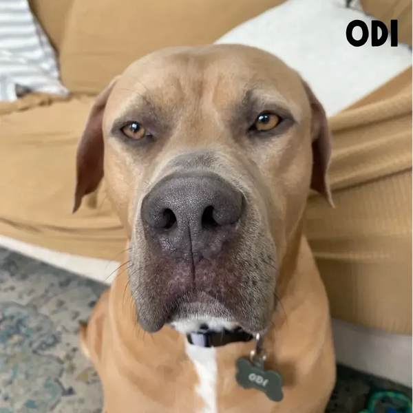 Meet Our Tail: Odi