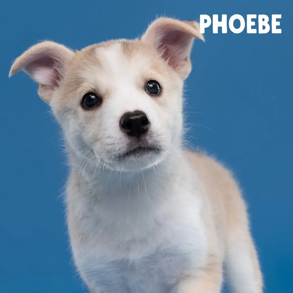 Meet Our Tail: Phoebe