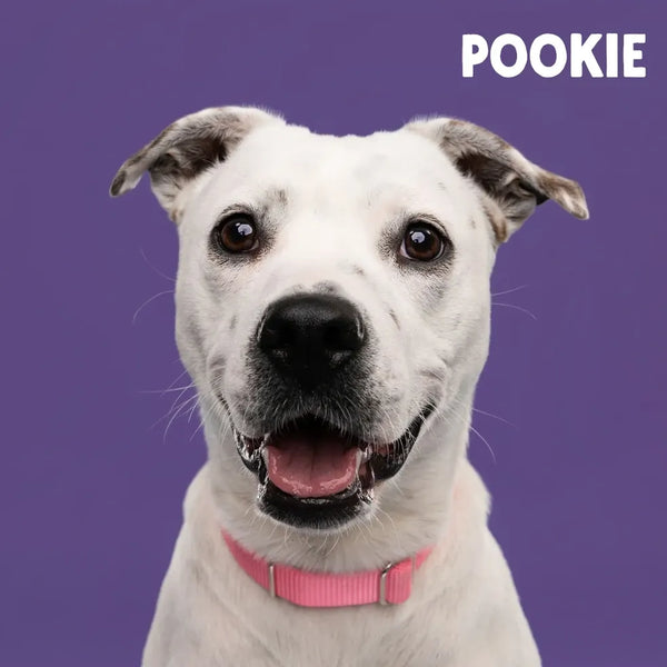 Meet Our Tail: Pookie
