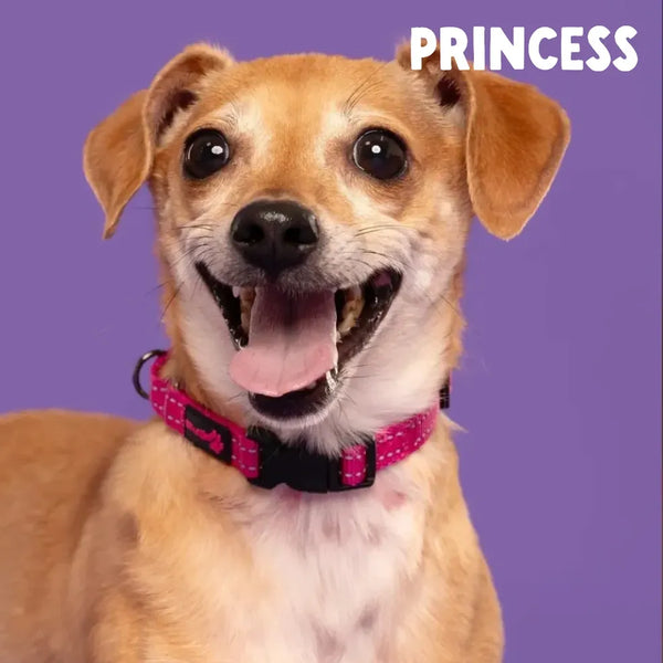 Meet Our Tail: Princess