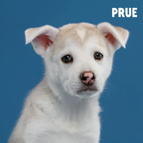 Meet Our Tail: Prue