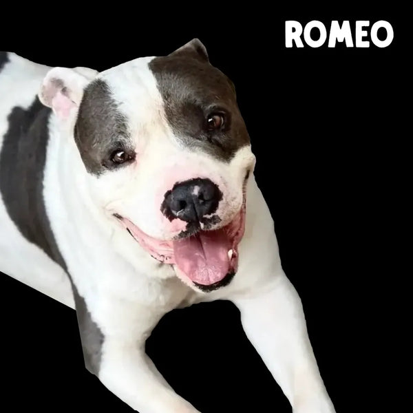 Meet Our Tail: Romeo