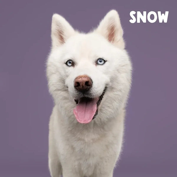 Meet Our Tail: Snow