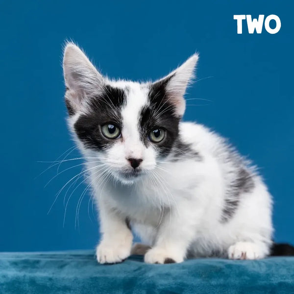Meet Our Tail: Two