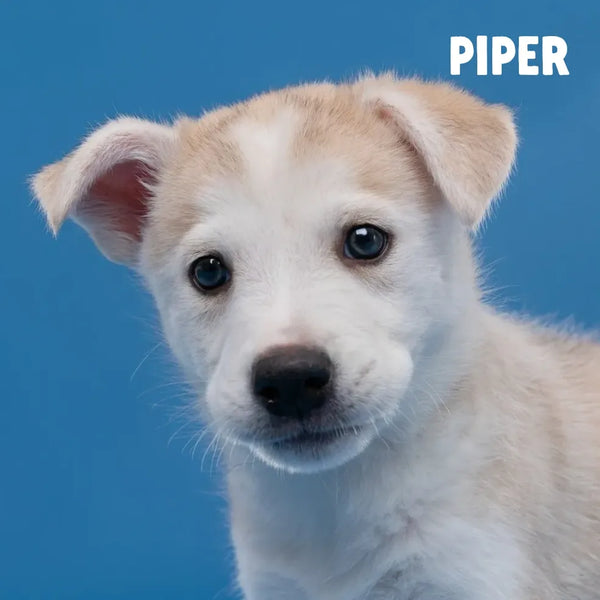 Meet Our Tail: Piper