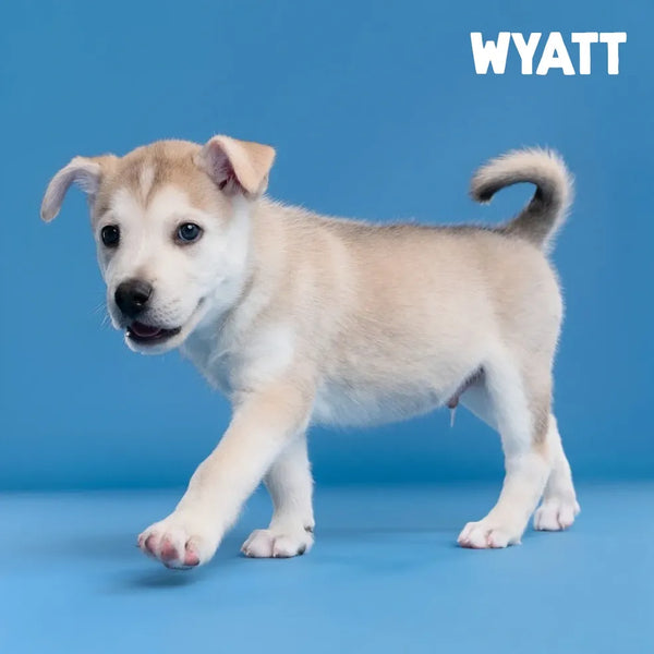Meet Our Tail: Wyatt